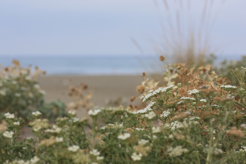 Le farfalle delle mie vacanze